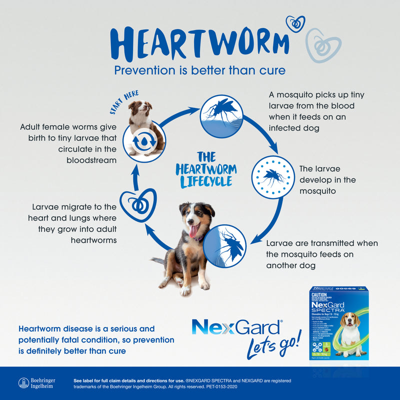 nexgard spectra very large dog heartworm