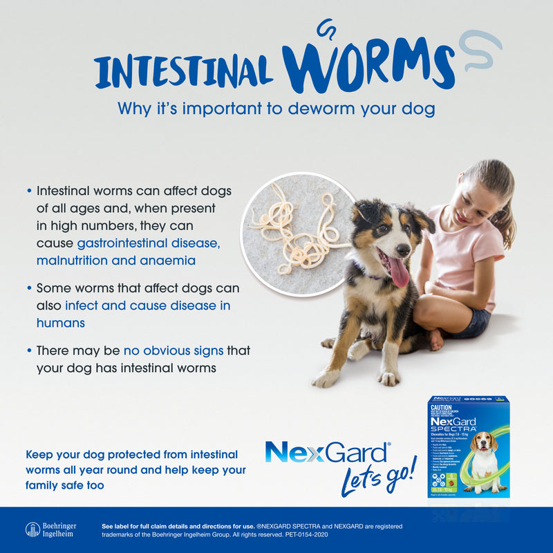nexgard spectra large dog intestinal worms