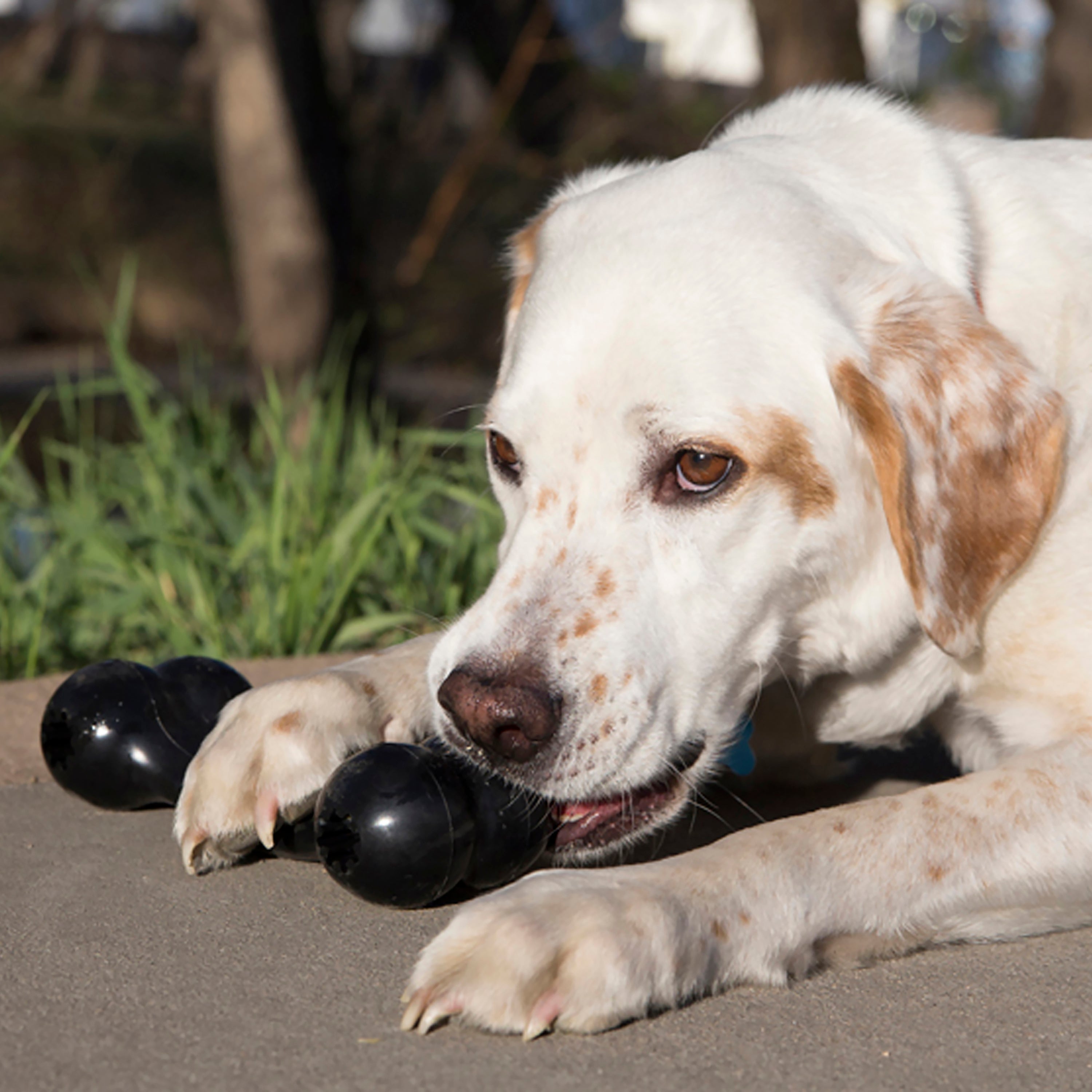 KONG Dog Toys Extreme Goodie Bone 04