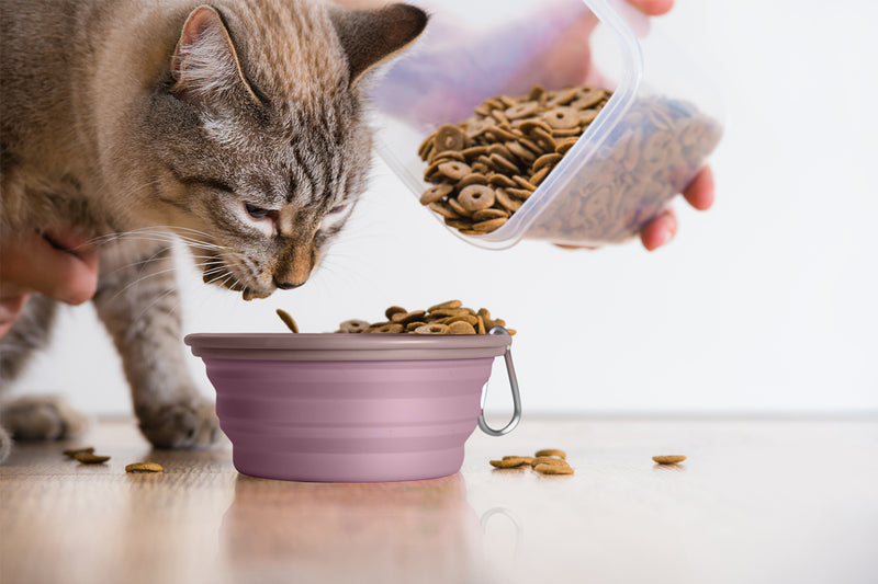Ibiyaya Collapsible Travel Pet Bowl Premium Quality 05