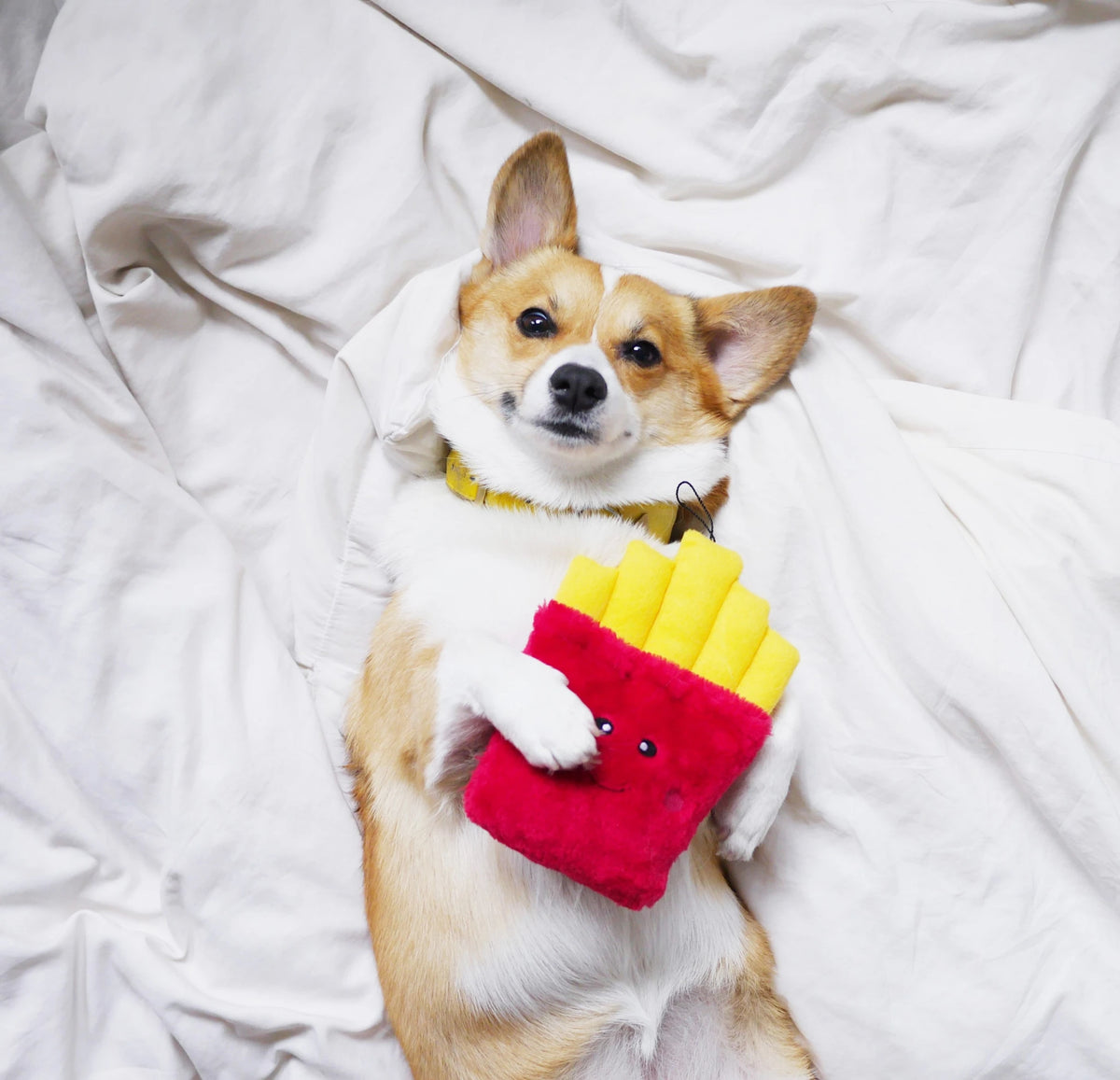 Corgi lying on a bed holding a Zippy Paws NomNomz plush chips dog toy
