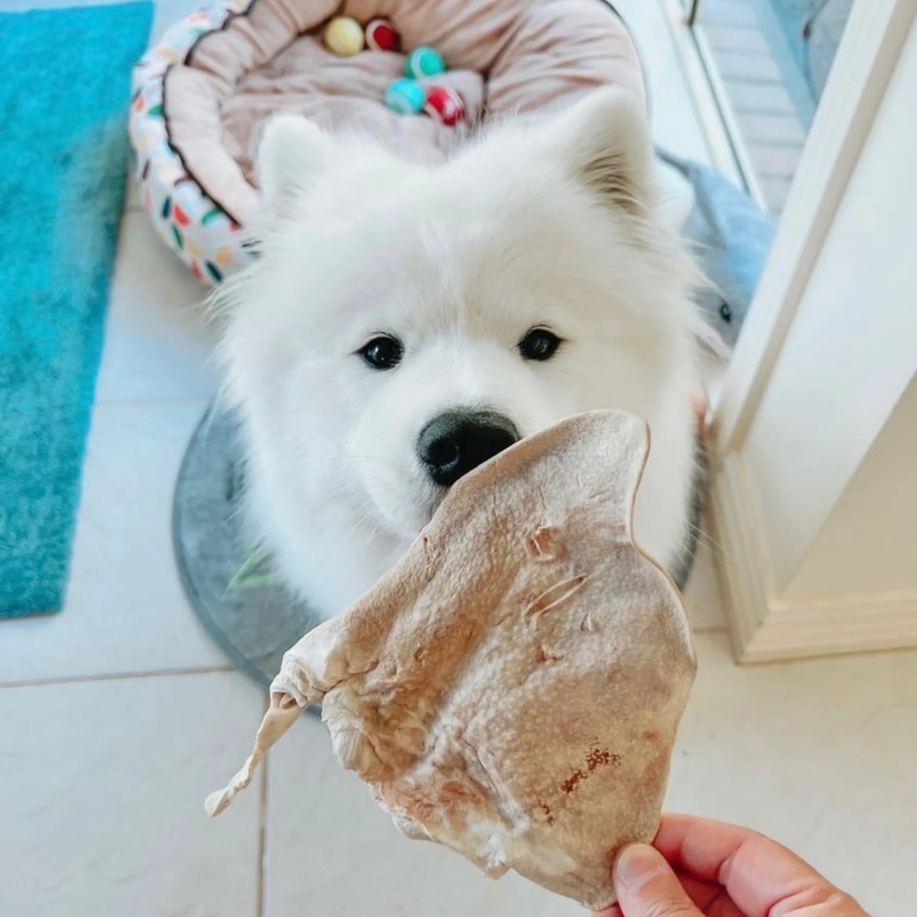 Freezy Paws Freeze Dried Pig Ear Pet Treats for Cats & Dogs 02