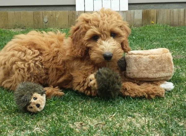 Zippy Paws Dog Toys Plush Burrow - Hedgehog Den 03