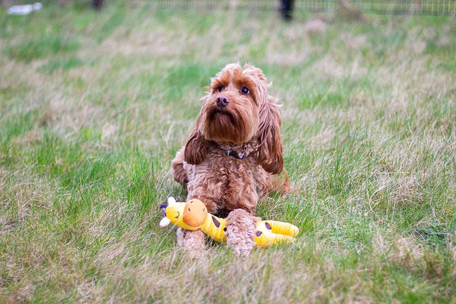 Rosewood Eco Friendly Giraffe dog toy – with a dog outdoors