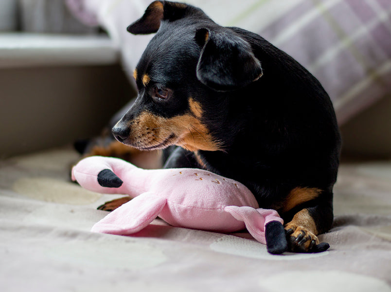 Rosewood Eco Friendly Flamingo dog toy – with a dog outdoors
