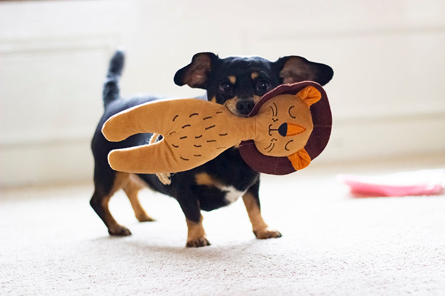 Rosewood Eco Friendly Lion dog toy – with a dog outdoors