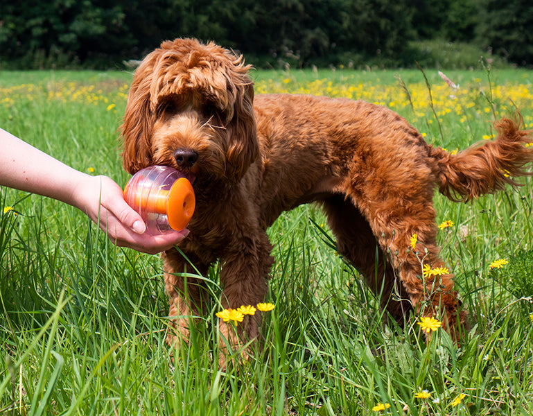 Rosewood Giggling Sound Interactive Treat Ball – lifestyle photo