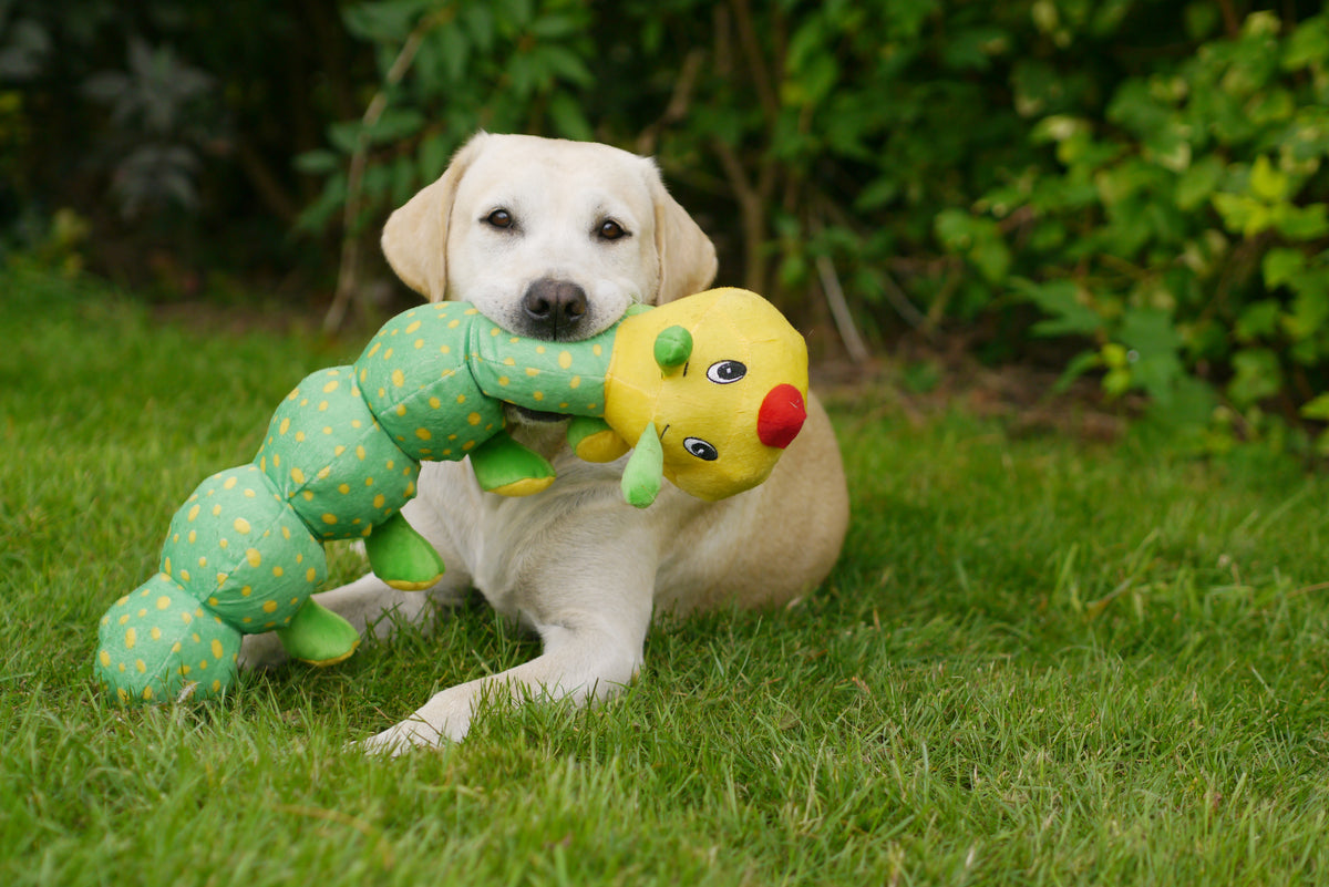 Labrador lying on grass with the Rosewood Colin Caterpillar plush dog toy