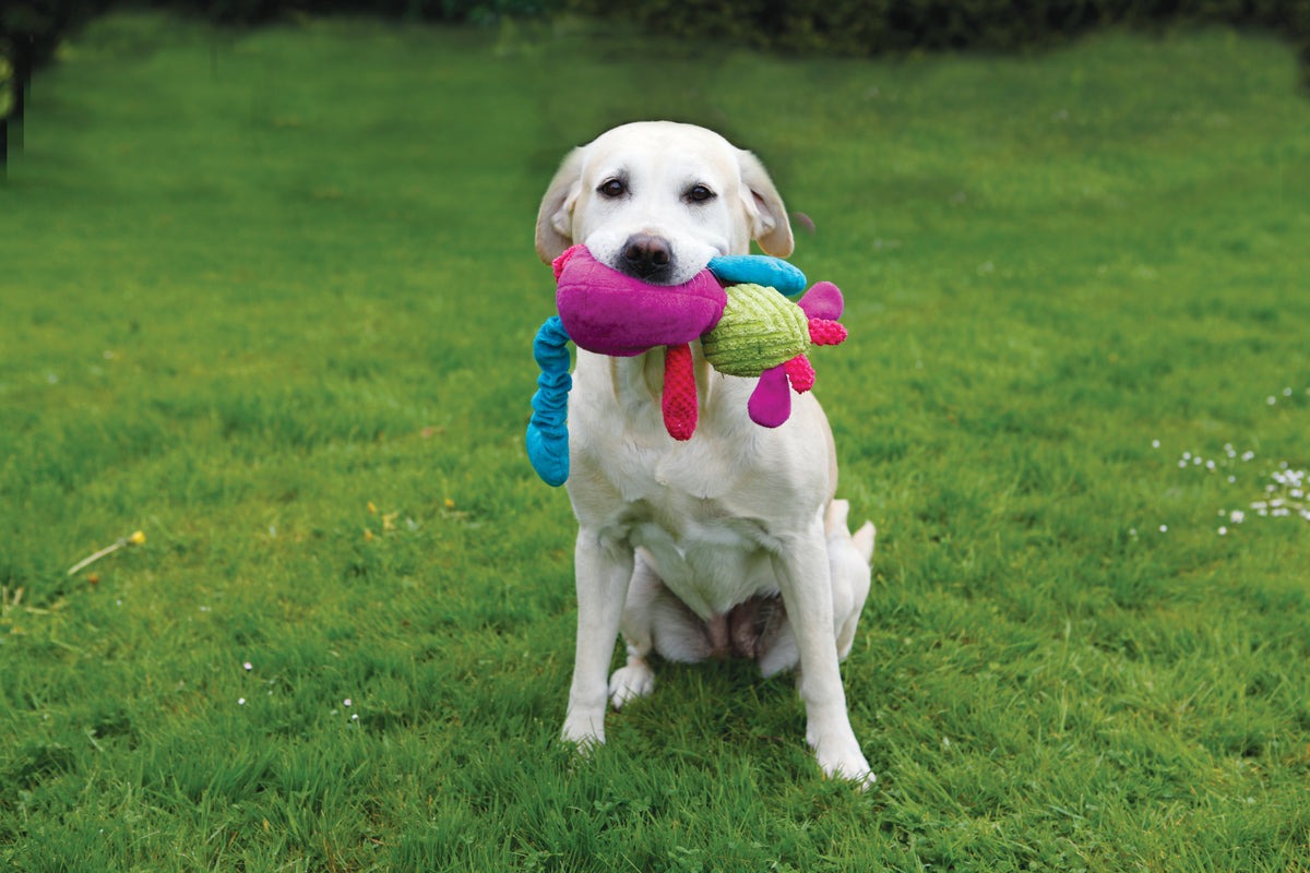 Labrador sitting on grass holding the Rosewood Chloe Cow plush dog toy