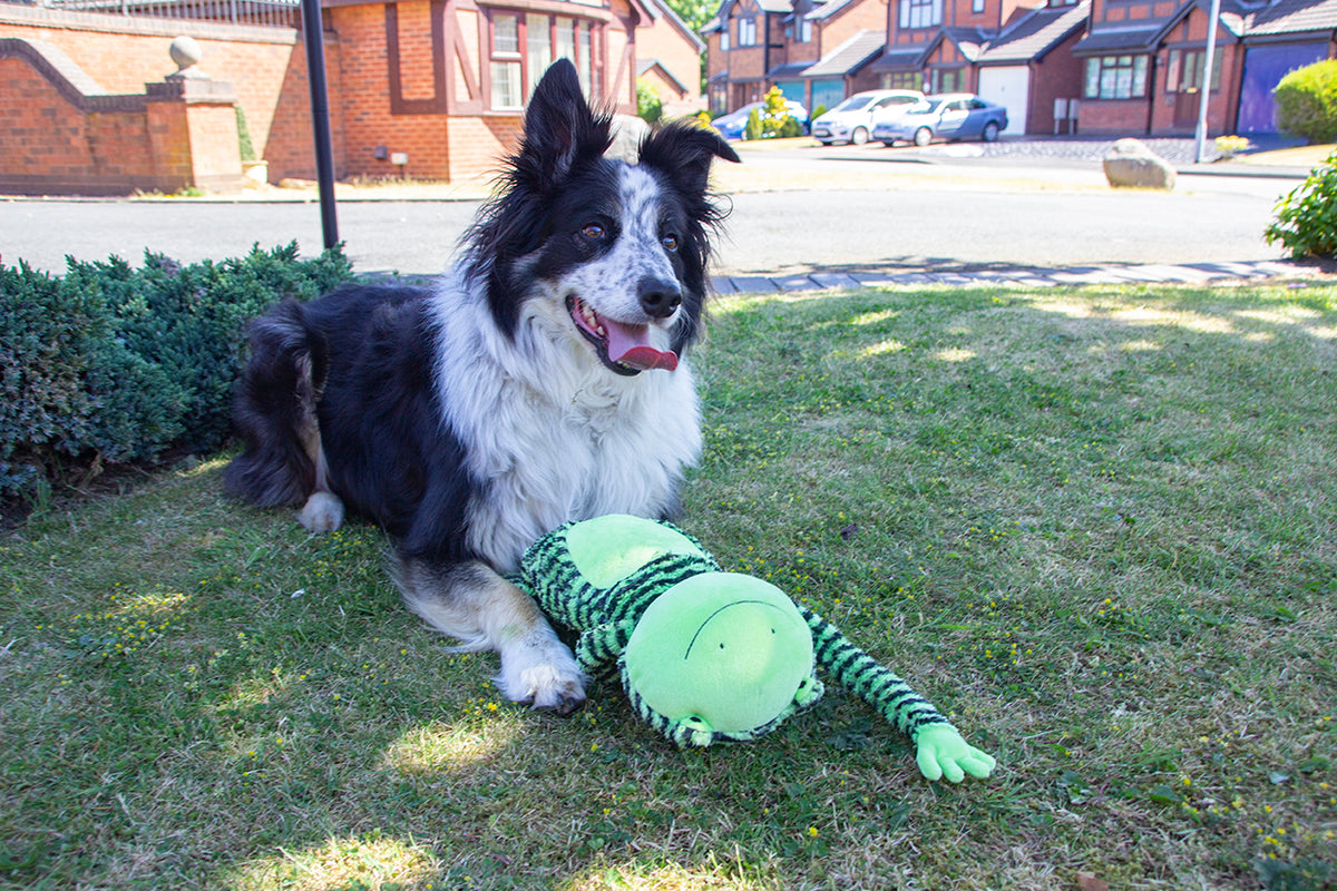 Rosewood Froggy Long Legs plush dog toy – lifestyle photo