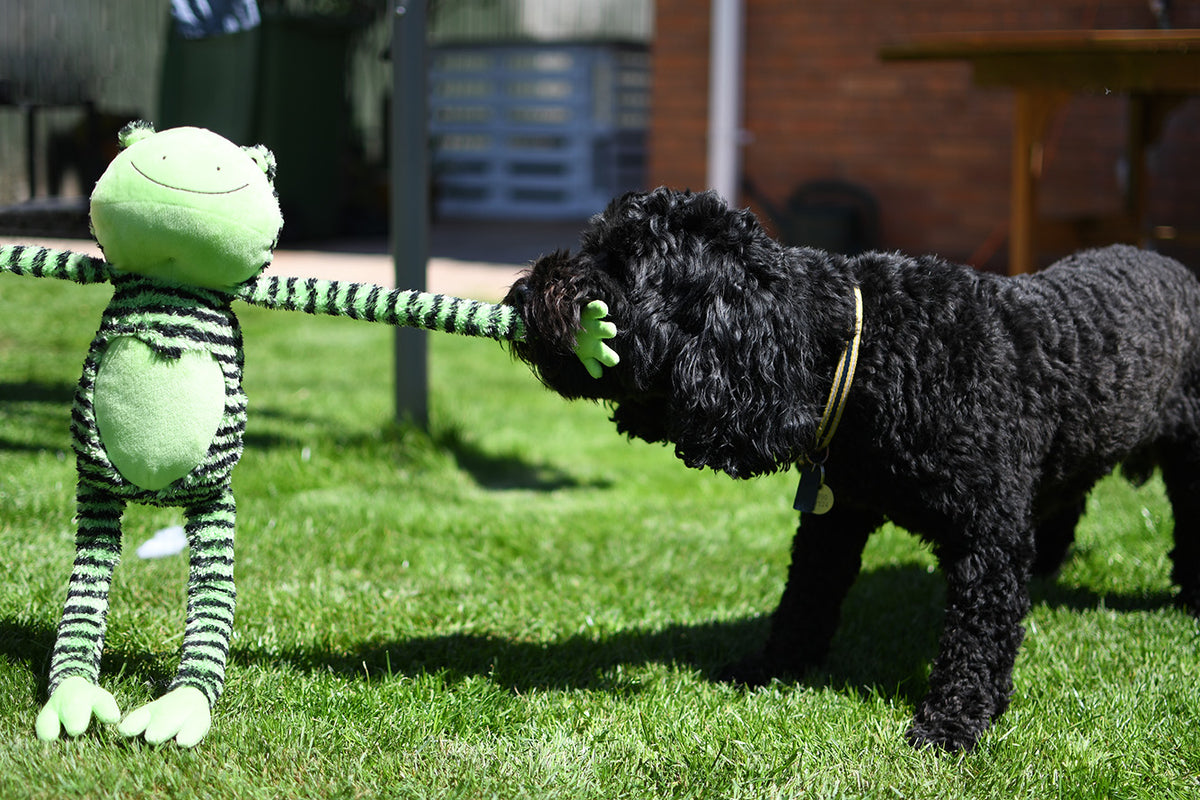 Rosewood Froggy Long Legs plush dog toy – lifestyle photo 3