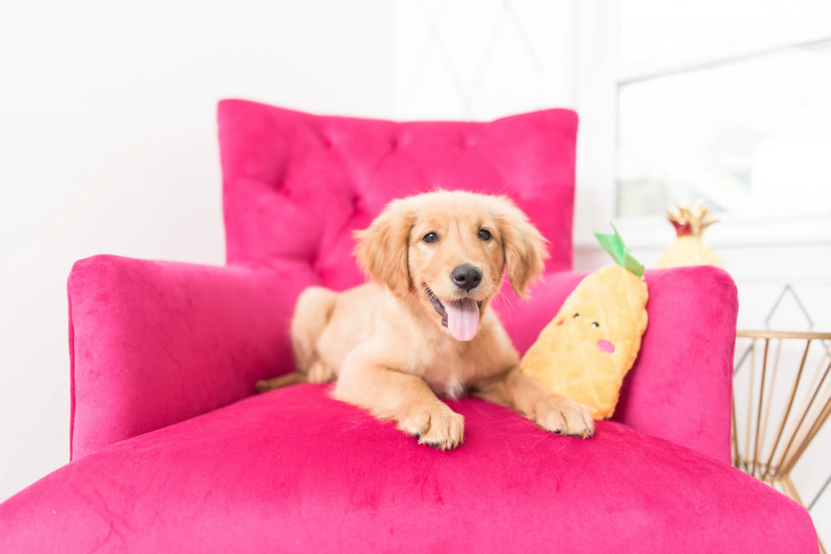 Golden Retriever puppy on a pink chaise with a Zippy Paws NomNomz plush pineapple toy