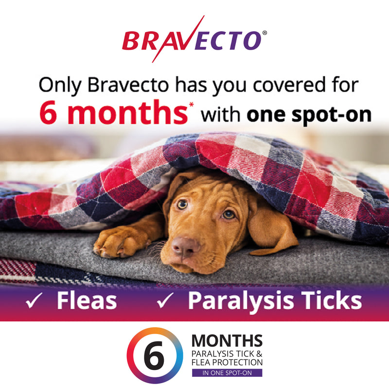 Bravecto Dog Spot On Orange 4.5-10kg 05