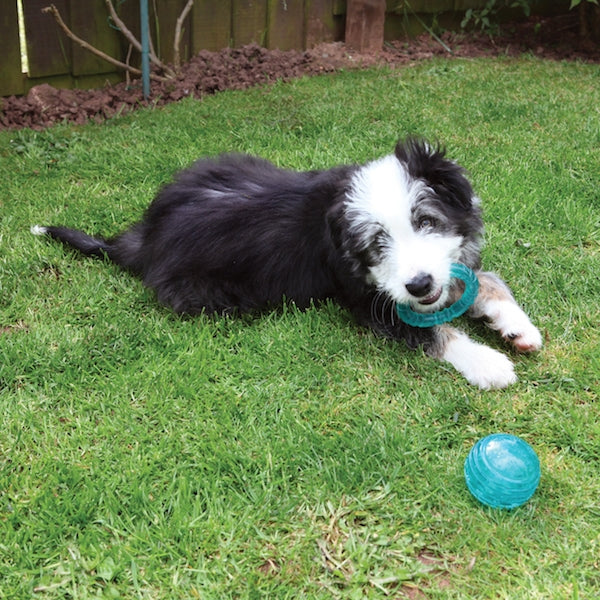 Rosewood Biosafe Dog Toys for Puppy 04
