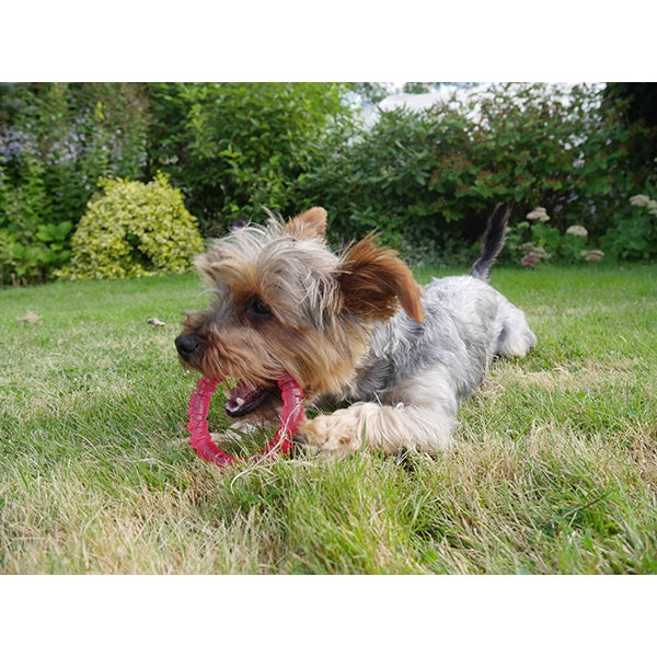 Rosewood Biosafe Dog Toys for Puppy 06
