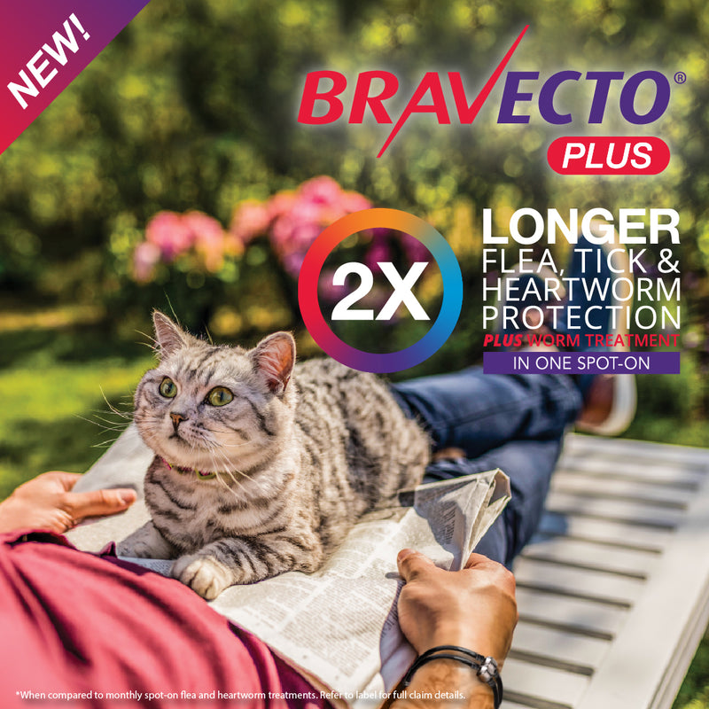 Bravecto Cat Plus Blue 2.8-6.25kg
