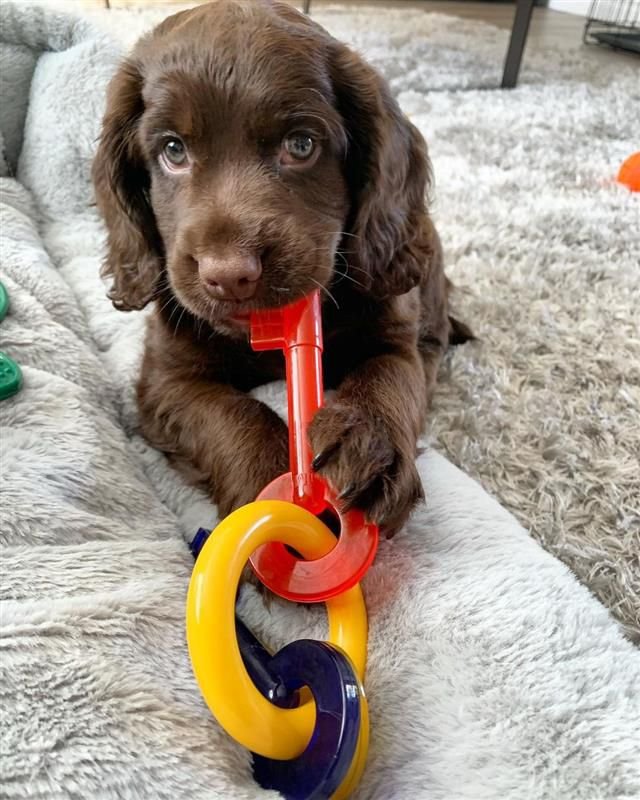 Nylabone Teething Puppy Chew Toy Alternative Keys Bacon Flavor