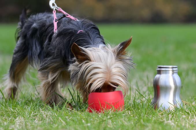 KONG H2O Stainless Steel Dog Water Bottle 01