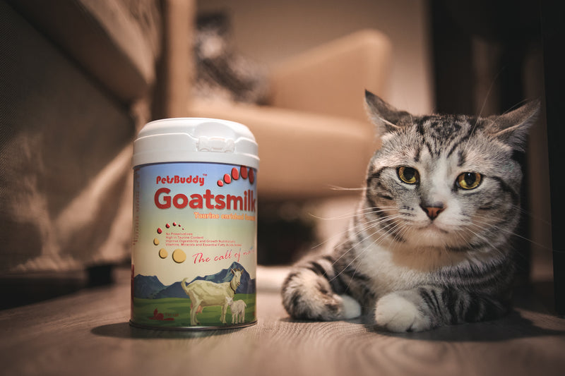 PetsBuddy Goatsmilk Taurine Enriched Formula for Cat