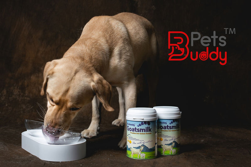 PetsBuddy Goatsmilk Premium Low Lactose Formula for Dog