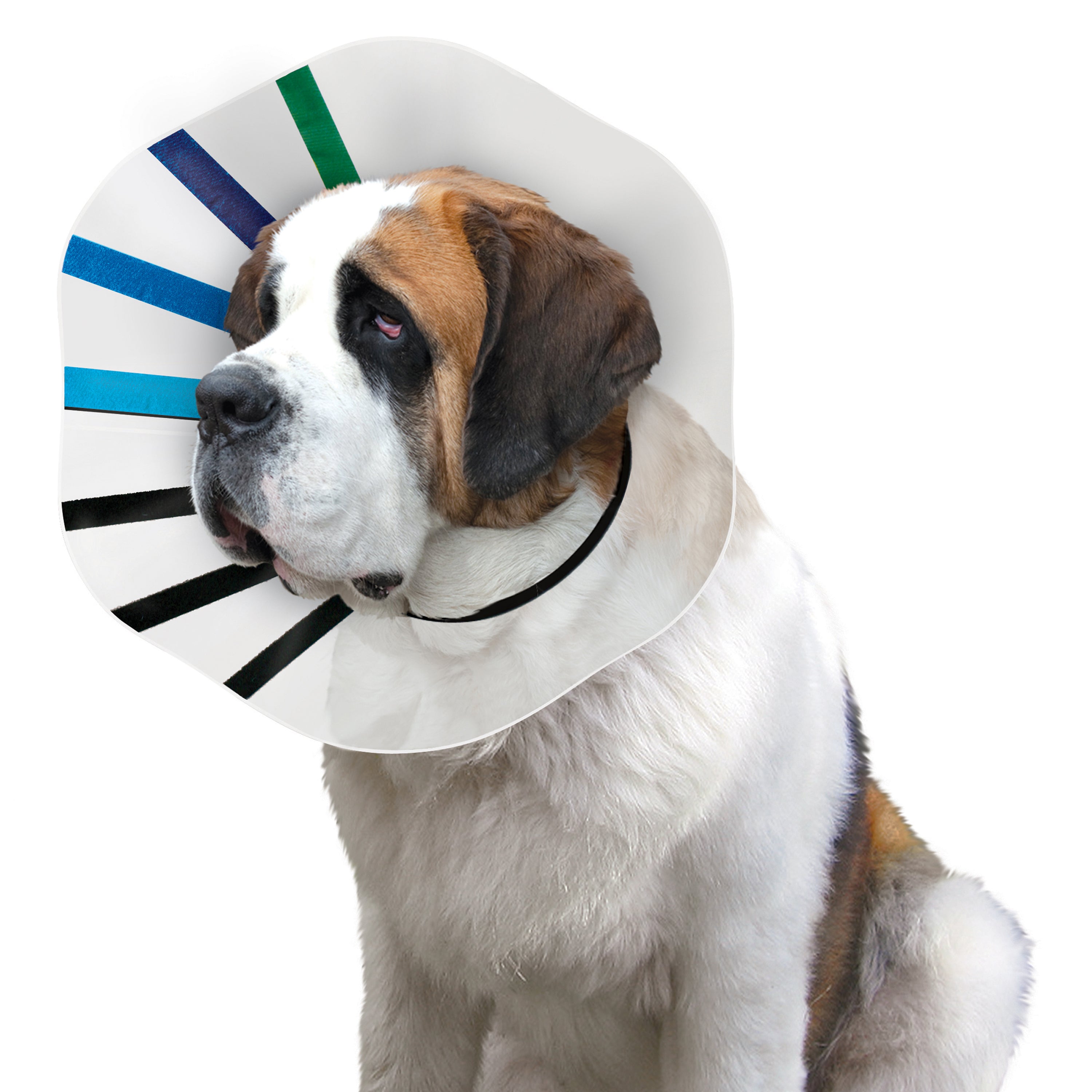 KONG Dog E-Collar EZ Clear 03