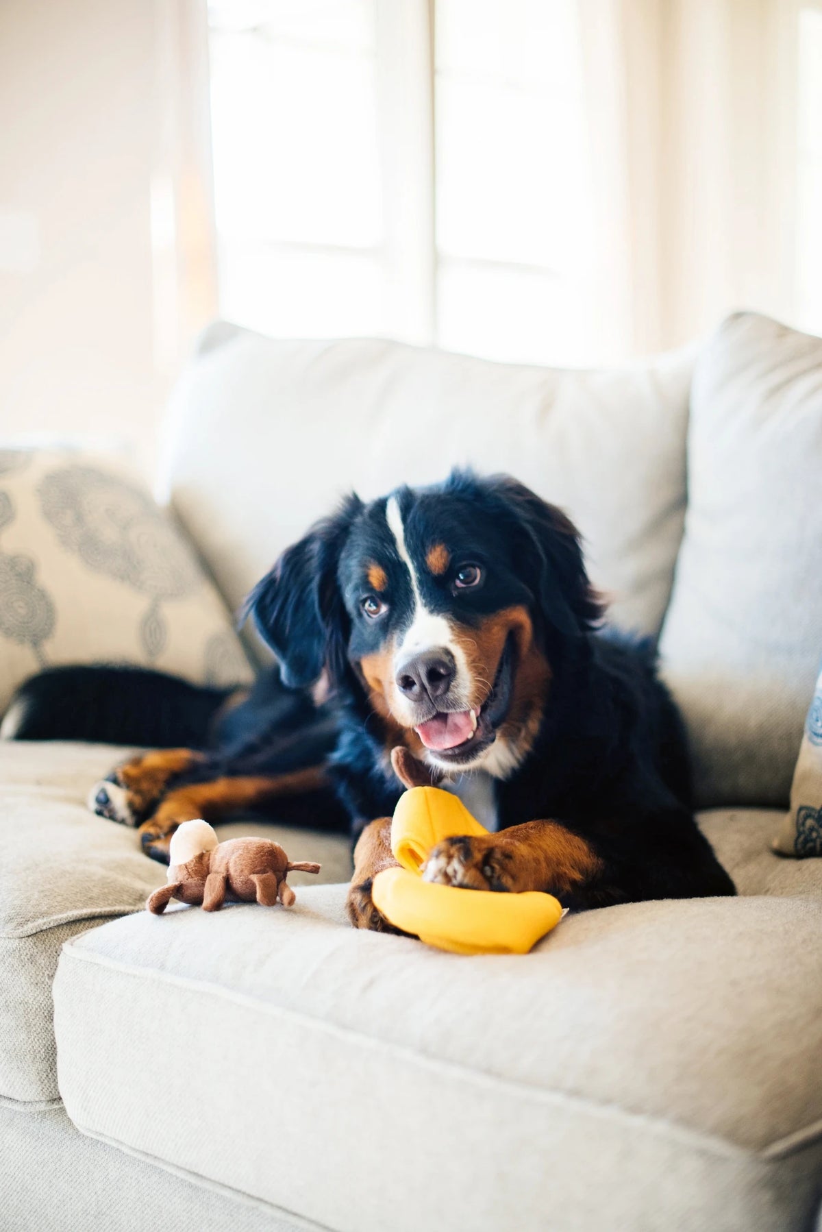 Bernese Mountain Dog on a white sofa with a Zippy Paws Burrow banana plush dog toy