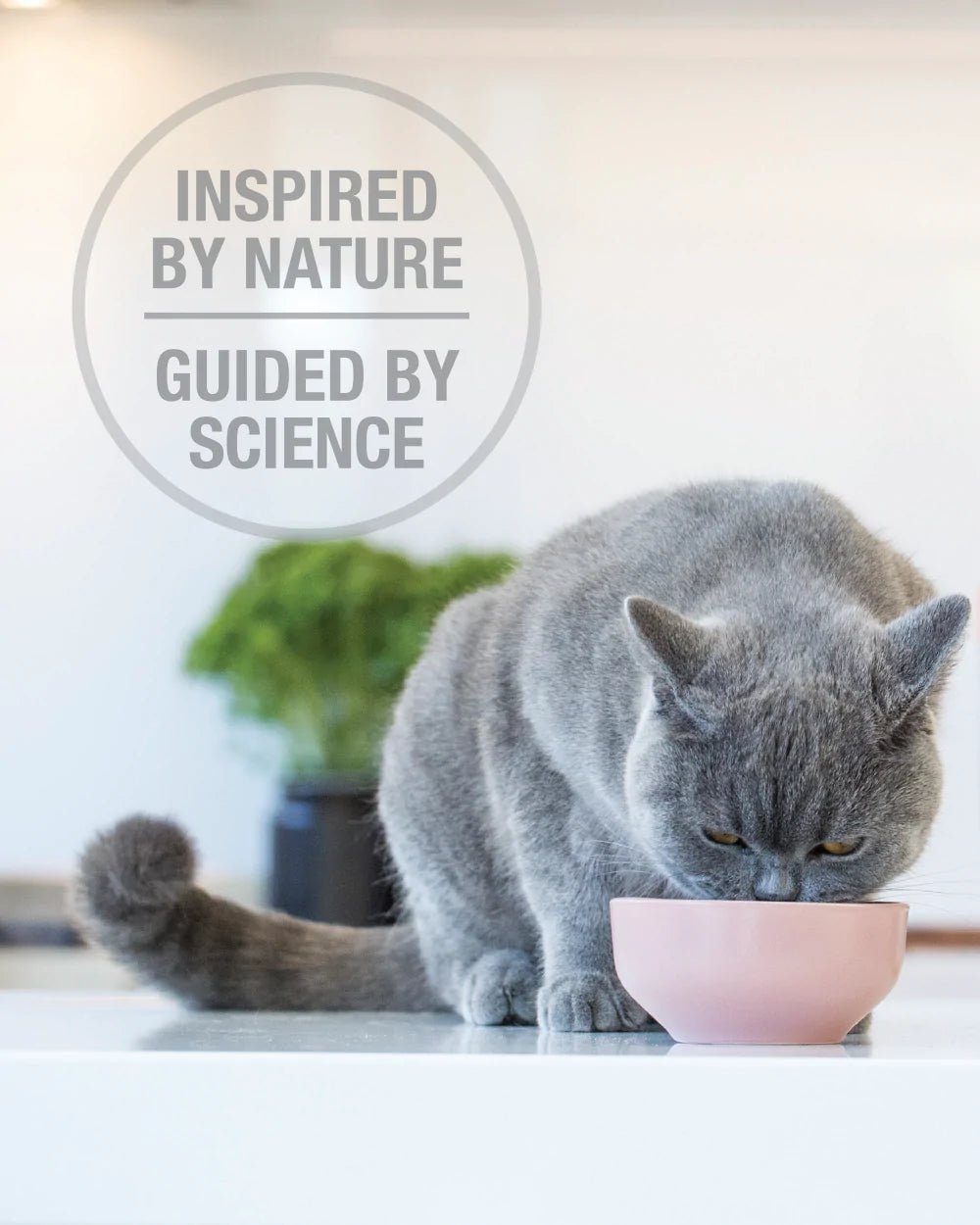 Feline Natural Freeze Dried Lamb Feast 03