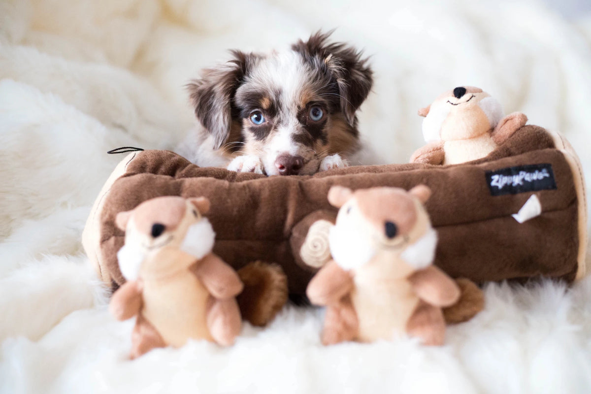 Merle puppy on a white blanket with a Zippy Paws Burrow chipmunk log plush dog toy