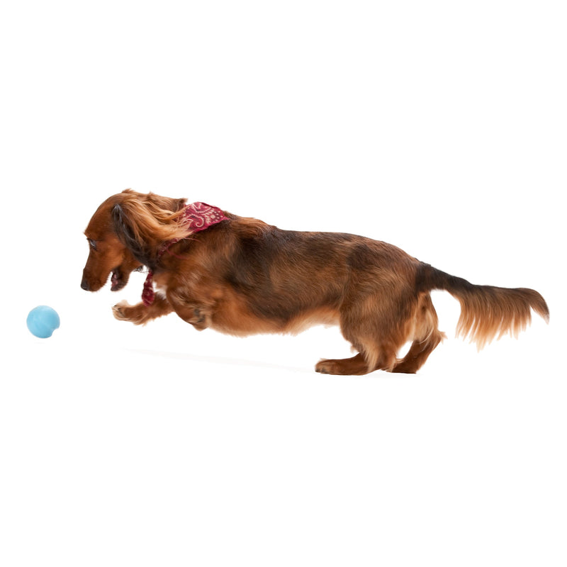 West Paw Jive Zogoflex Fetch Ball Tough Dog Toy - Large by PeekAPaw
