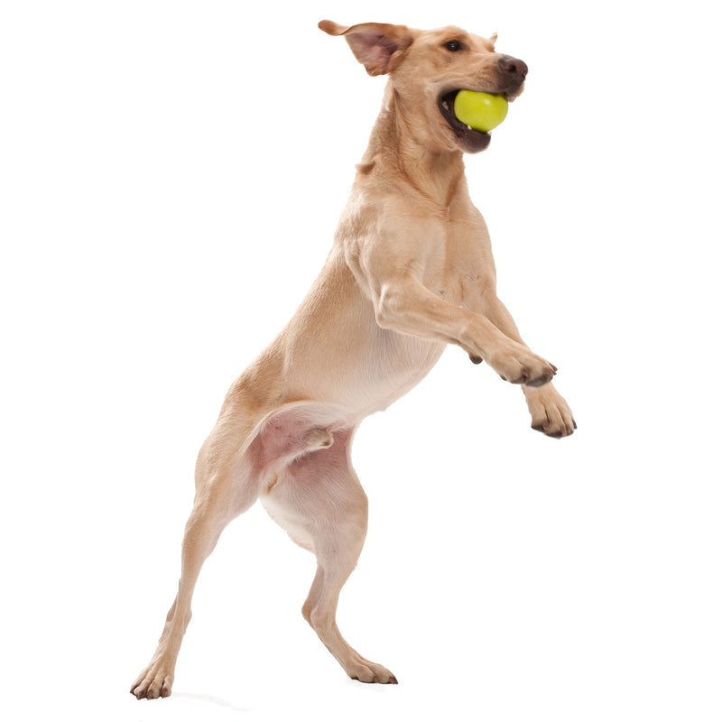 West Paw Jive Zogoflex Fetch Ball Tough Dog Toy - Small by PeekAPaw