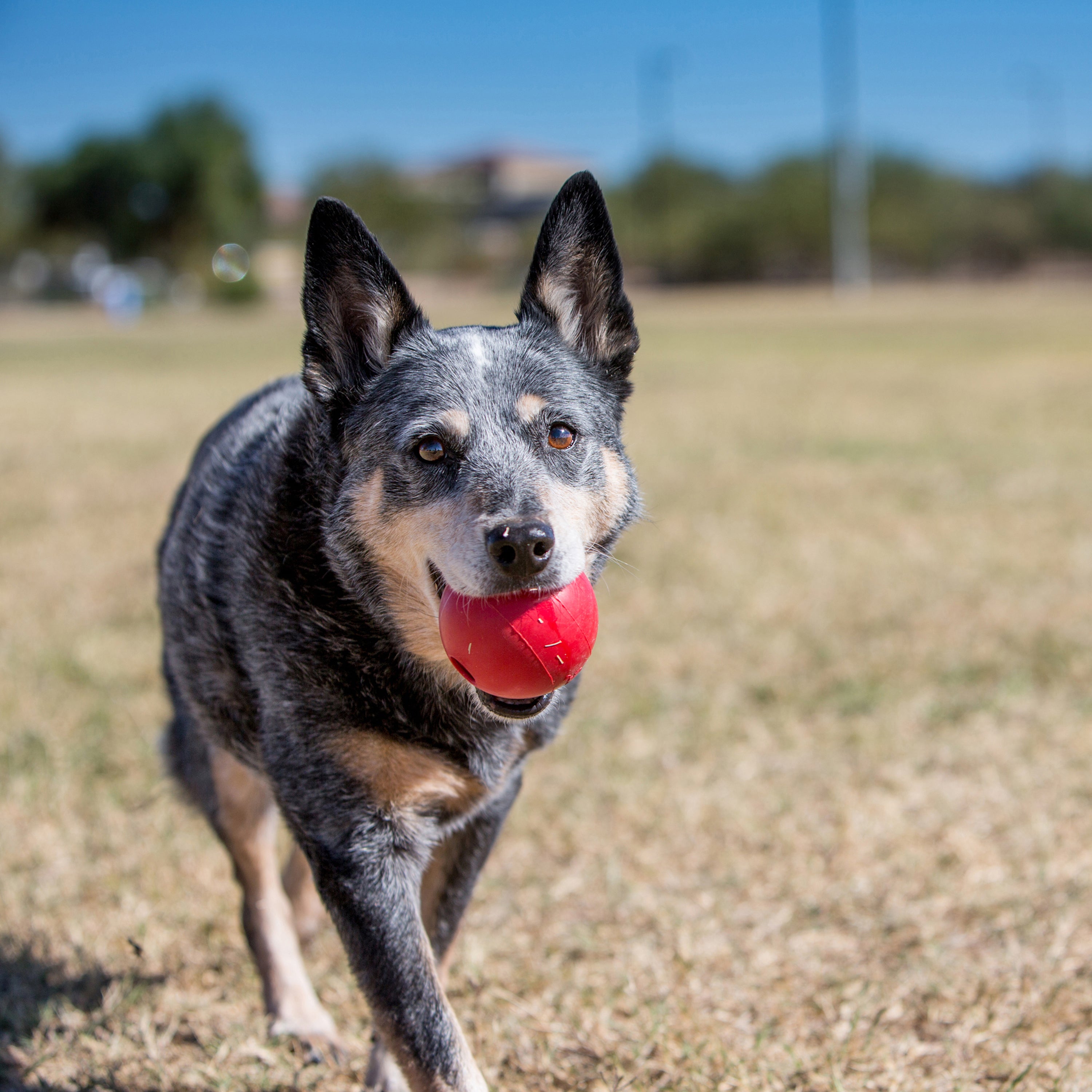 KONG Dog Toys Ball with Hole 02