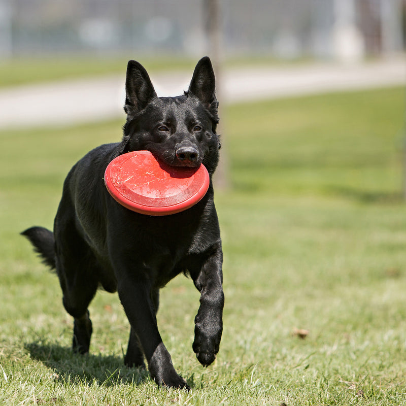 KONG Dog Toys Flyer 04
