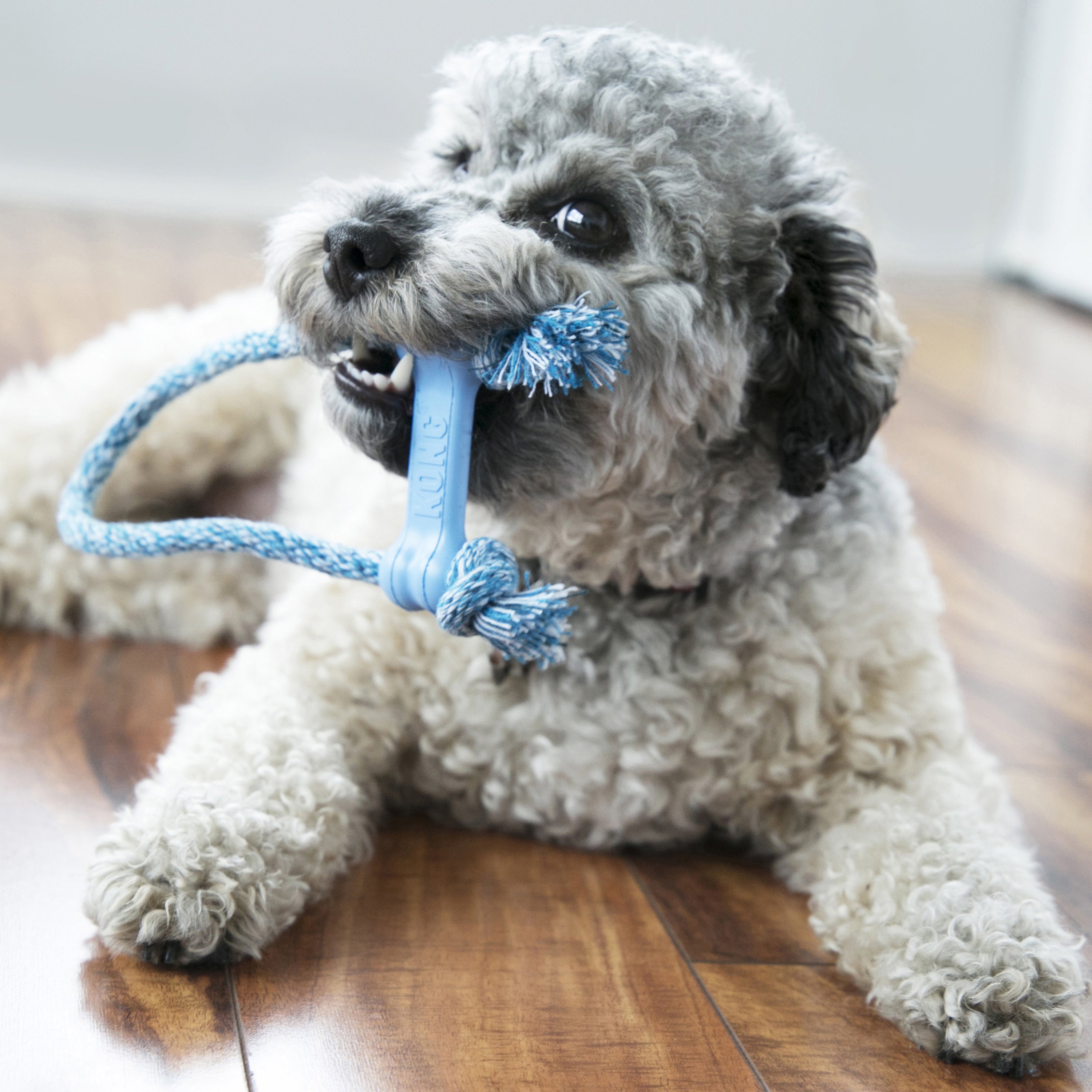 KONG Dog Toys Puppy Goodie Bone with Rope 05