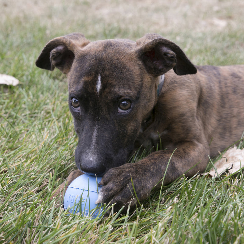 KONG Dog Toys Ball Puppy 04