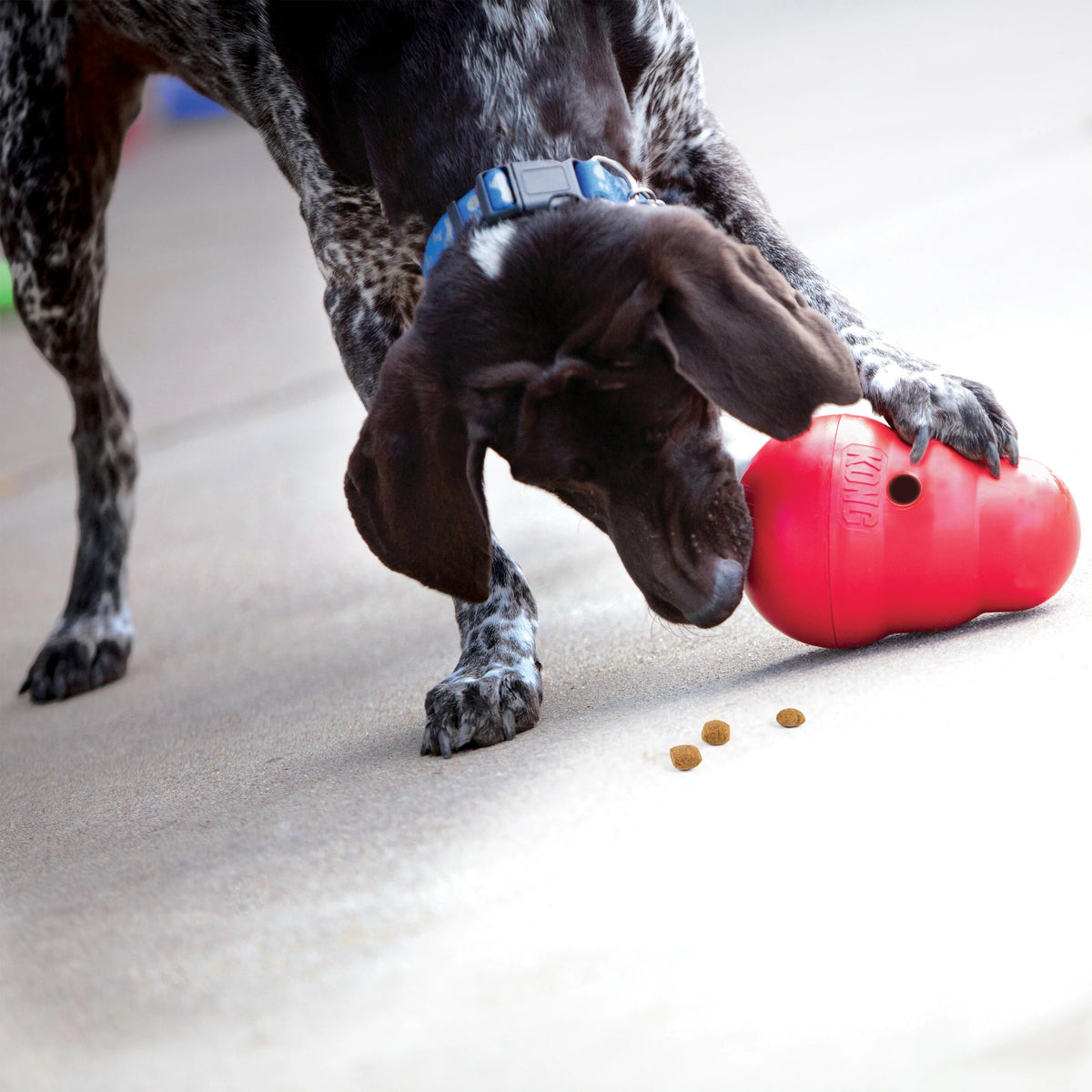 KONG Wobbler treat dispensing toy being nosed by a dog, kibble dropping out