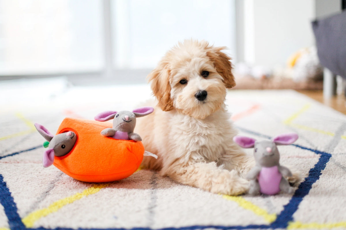 Cavoodle puppy on a rug with a Zippy Paws Burrow bunny and carrot plush dog toy