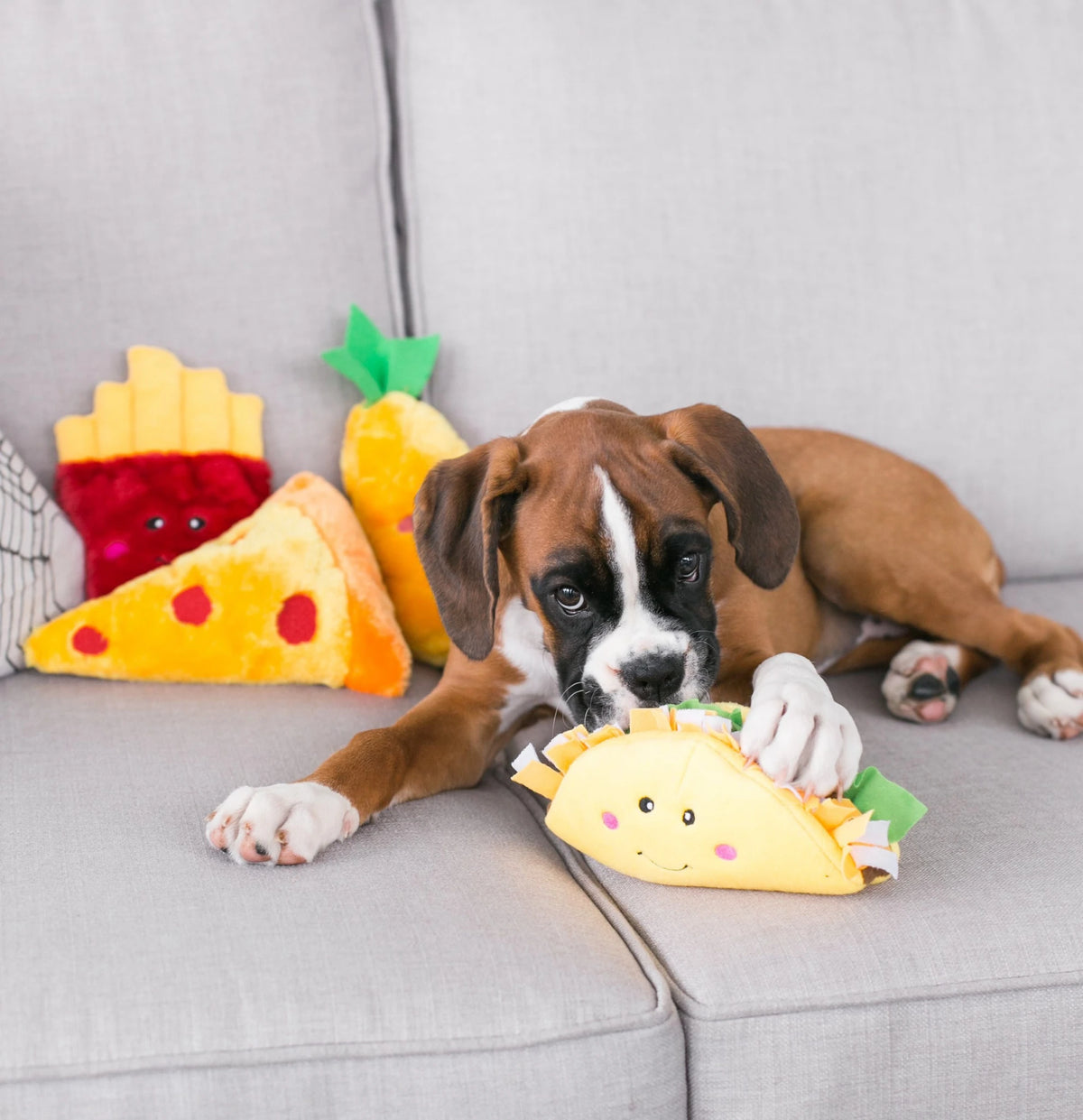 Boxer on a sofa with Zippy Paws NomNomz plush food dog toys including the taco