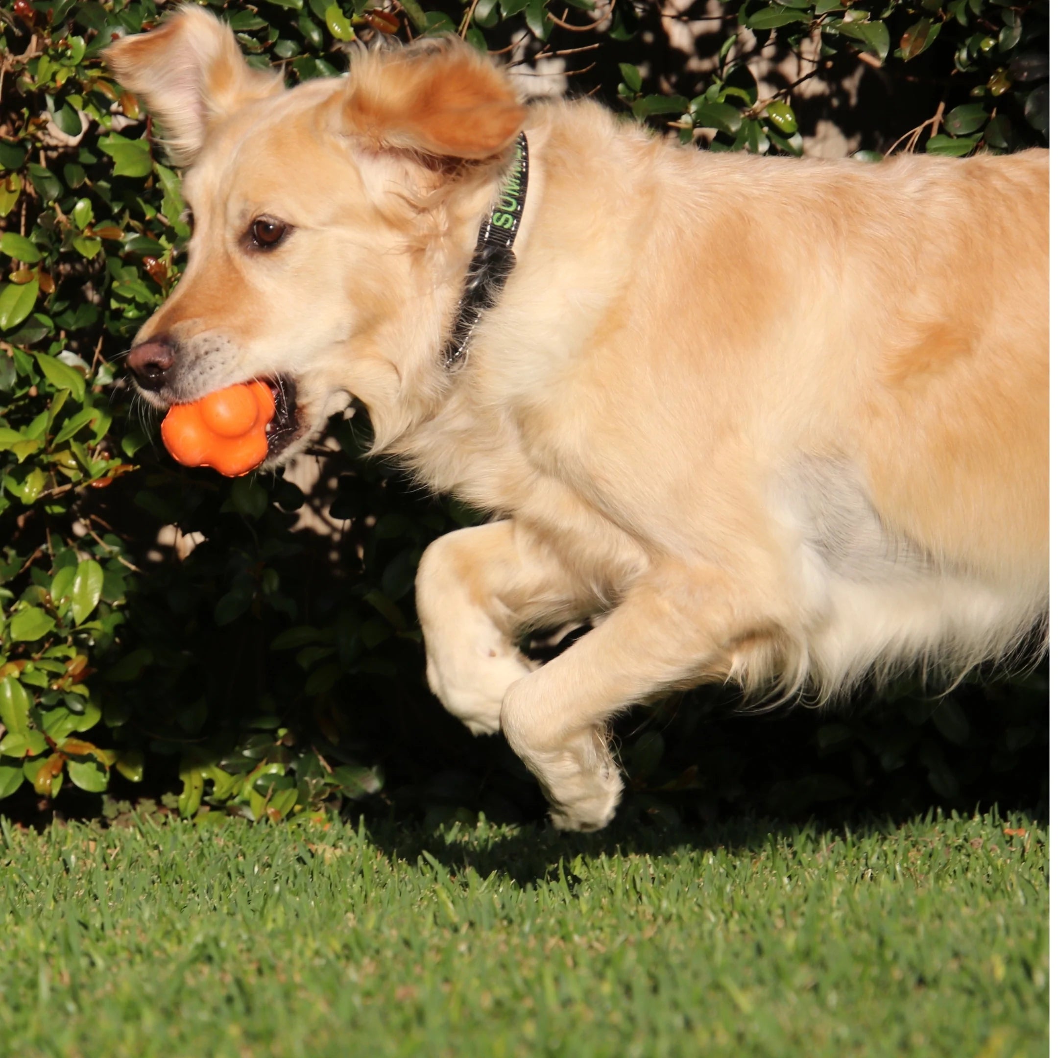 SodaPup Dog Chew Toys Crazy Bounce Ultra Durable Rubber