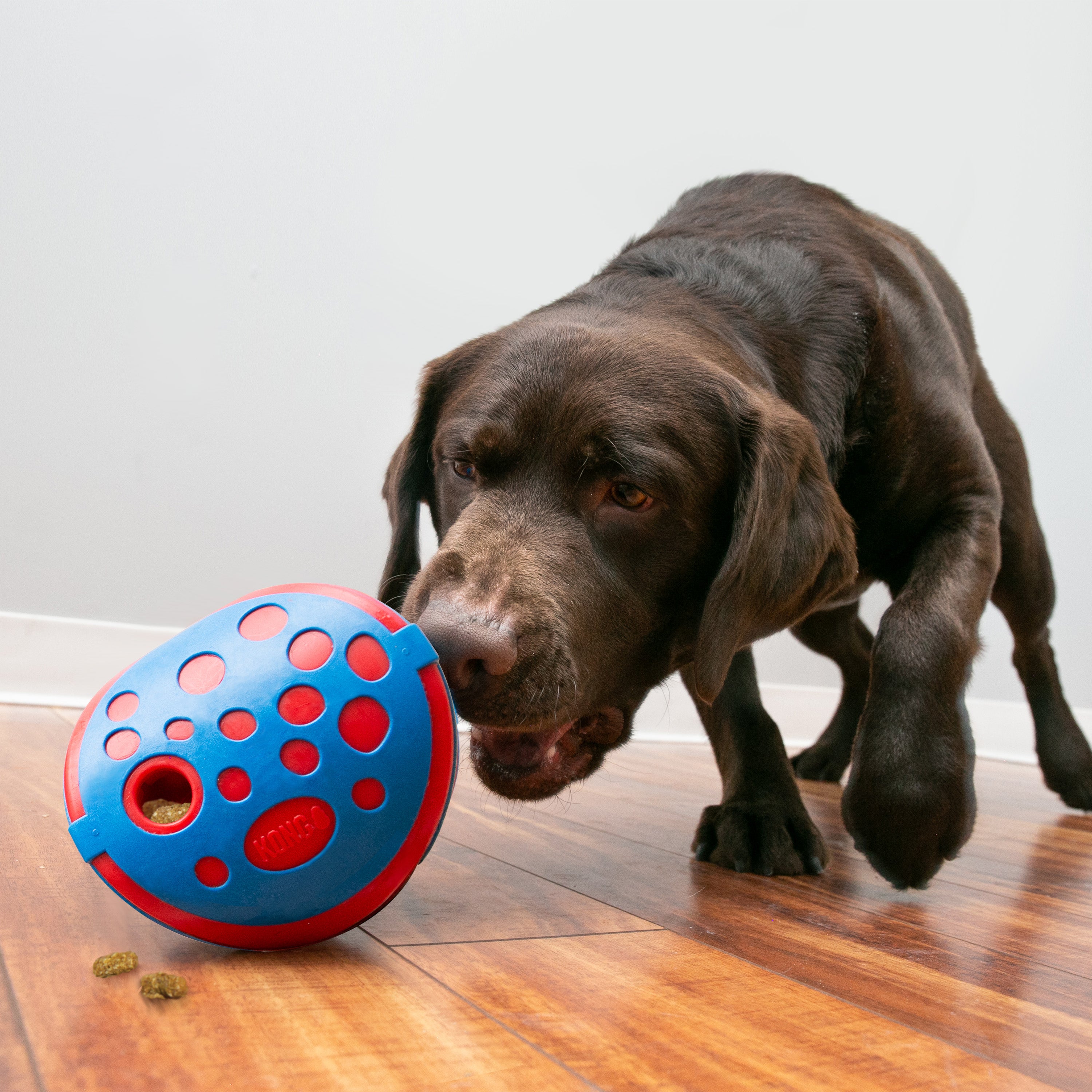 KONG Dog Toys Rewards Wally 04