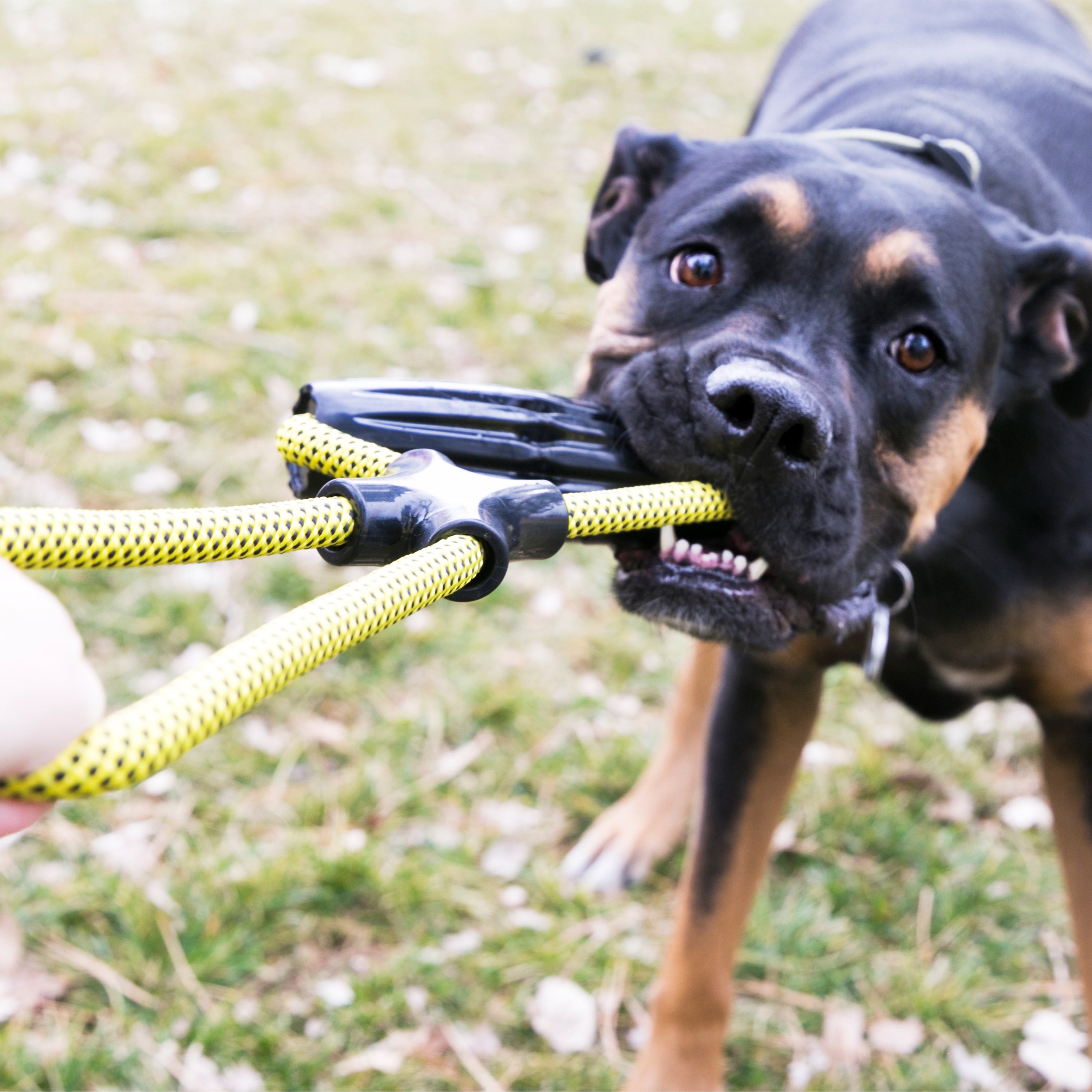 KONG Dog Toys Jaxx Infinity Tug 04