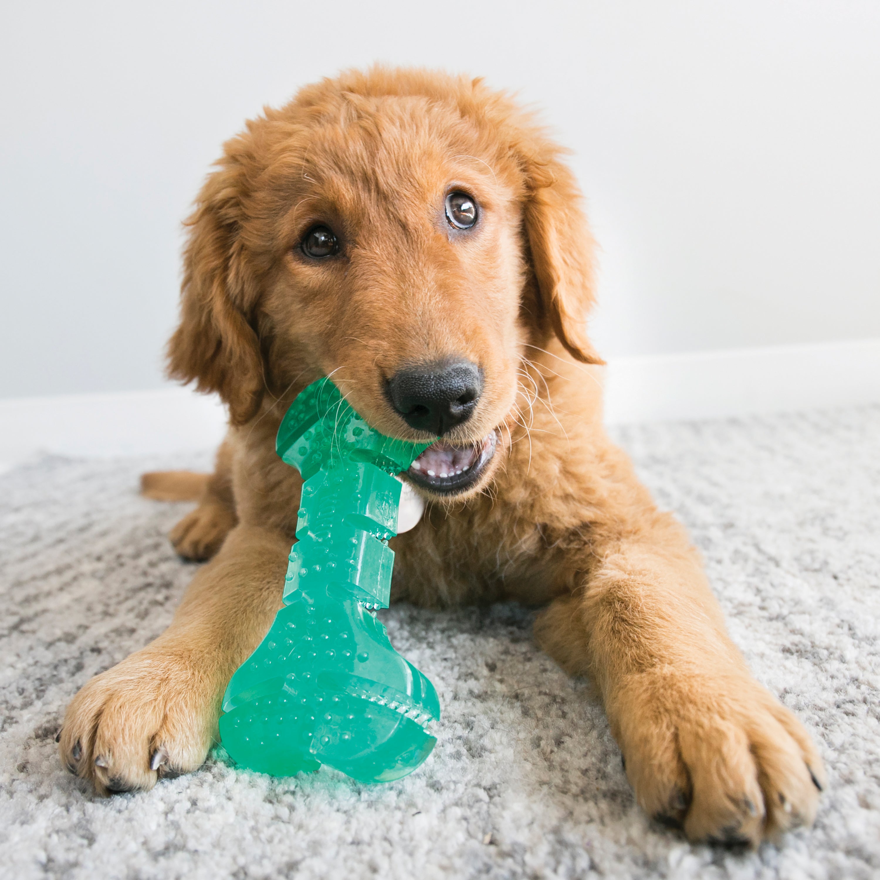 KONG Dog Toys Squeezz Dental Bone 04