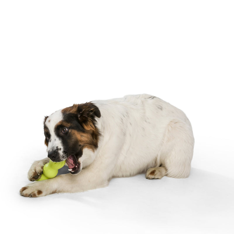 West Paw Rumpus Tough Fetch Stick Dog Toy - Small by PeekAPaw