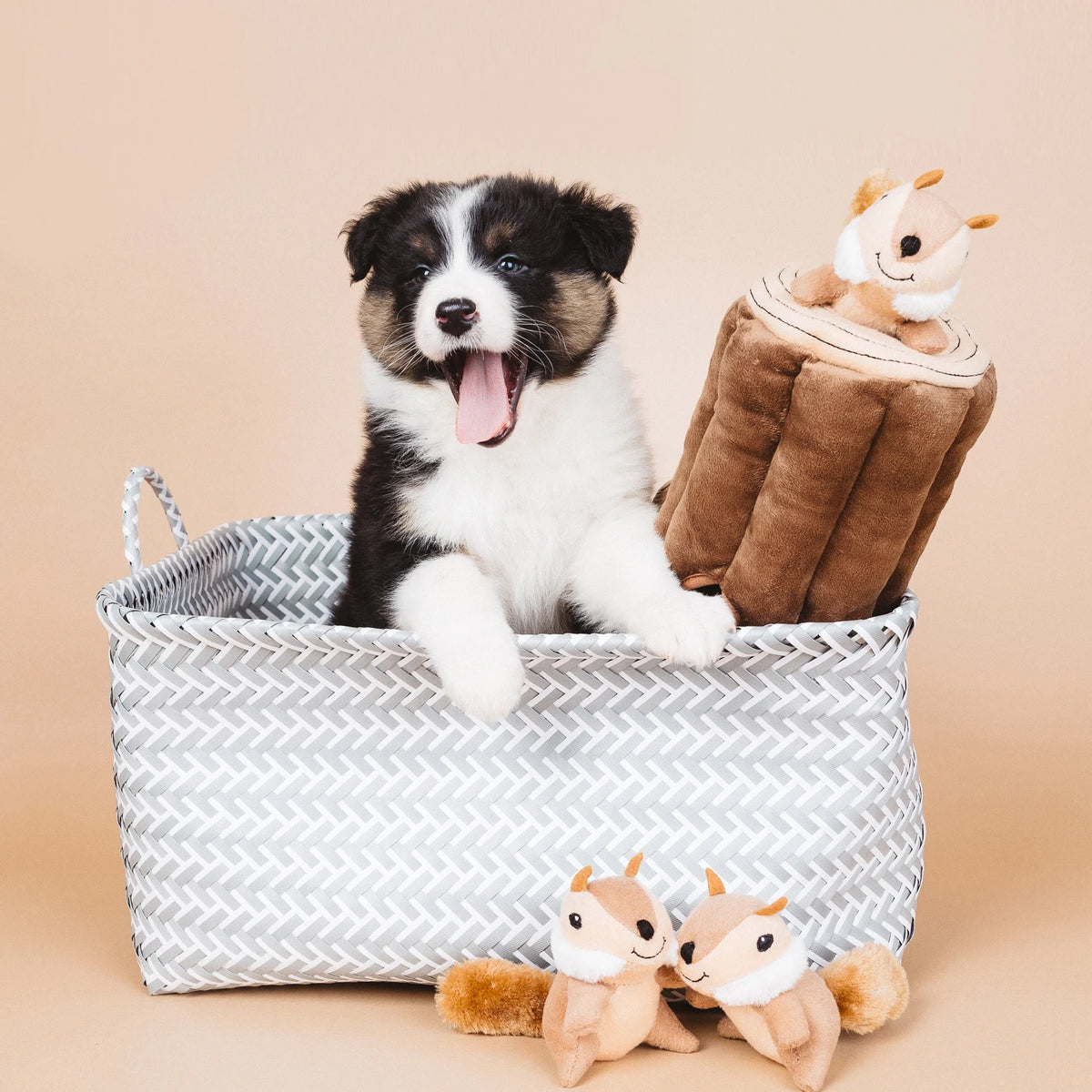 Black and white puppy in a basket with a Zippy Paws Burrow chipmunk log plush dog toy
