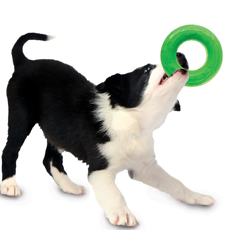 Nerf Scentology Dog Toy - Ring Beef Clear/Green 12.5cm 05