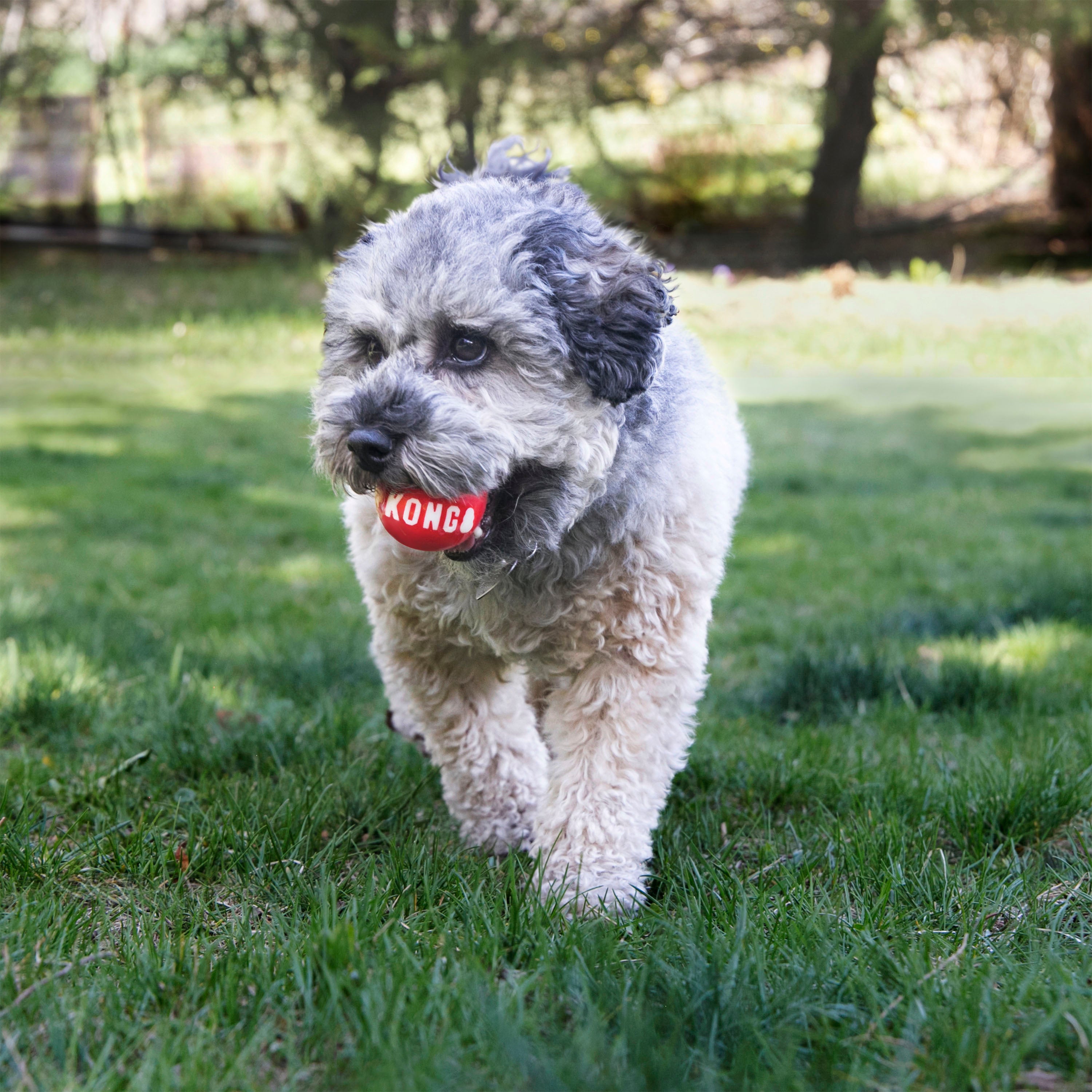 KONG Dog Toys Signature Balls 08