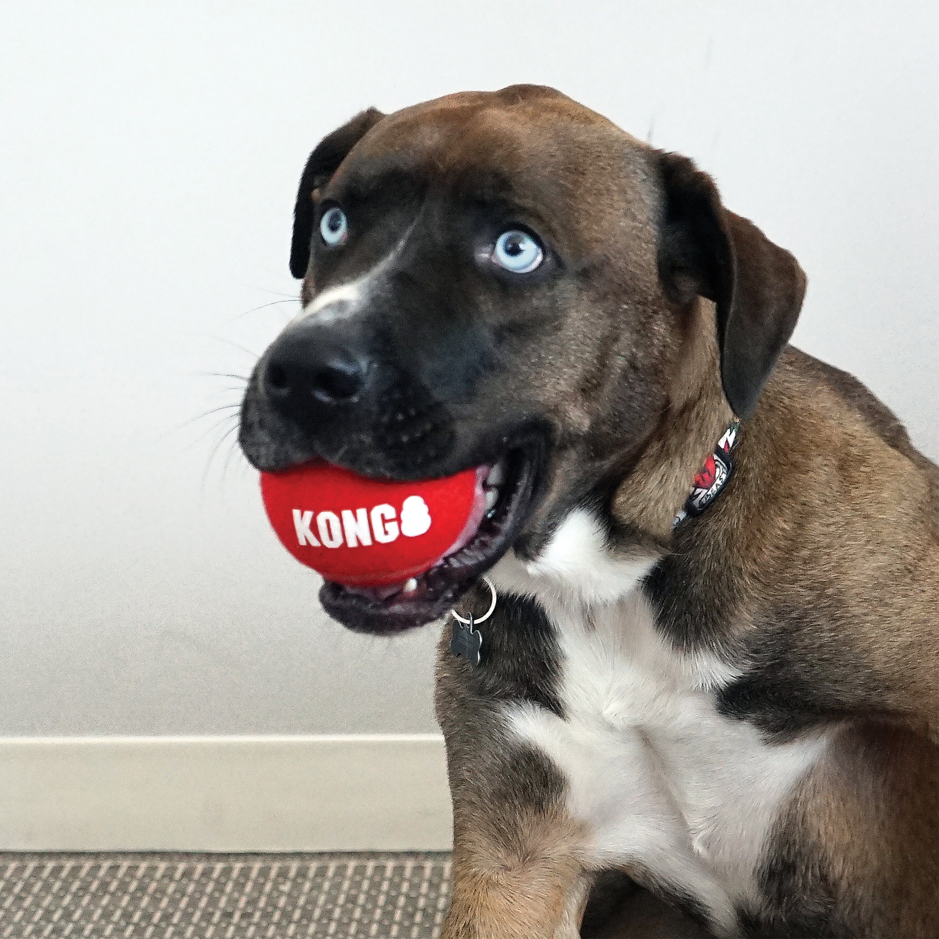 KONG Dog Toys Signature Sport Balls 11