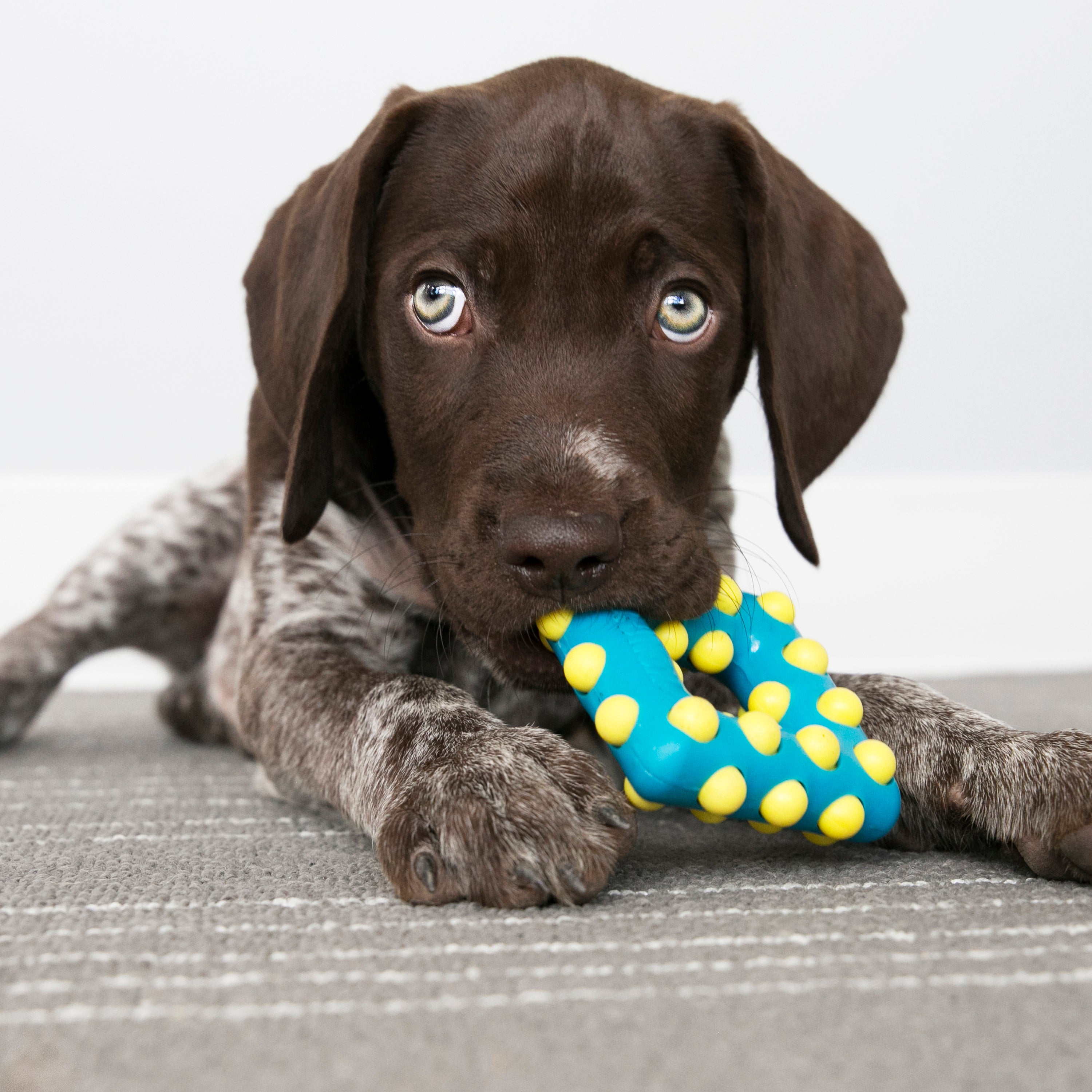KONG Dog Toys Dotz Triangle 03