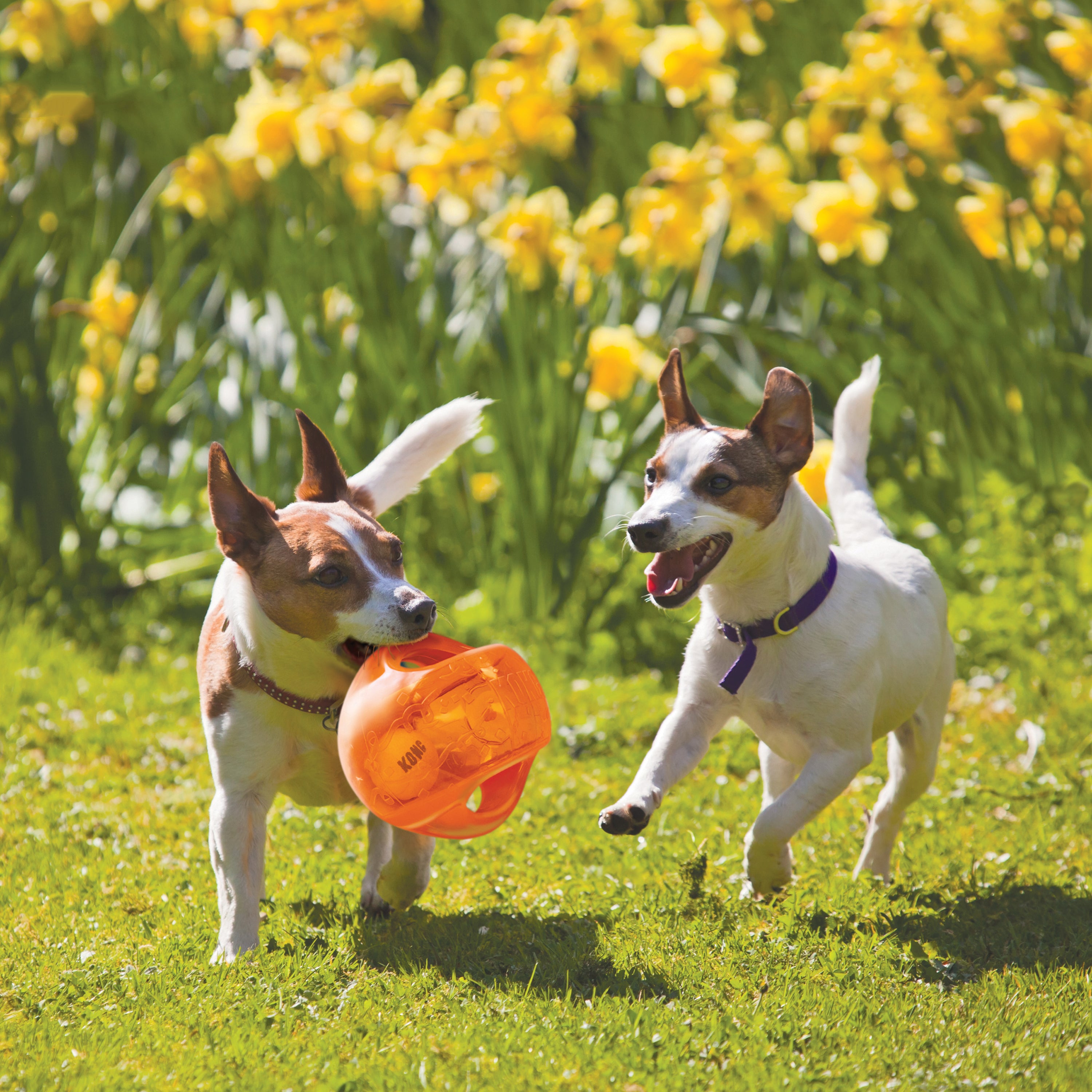 KONG Dog Toys Jumbler Ball Assorted 07