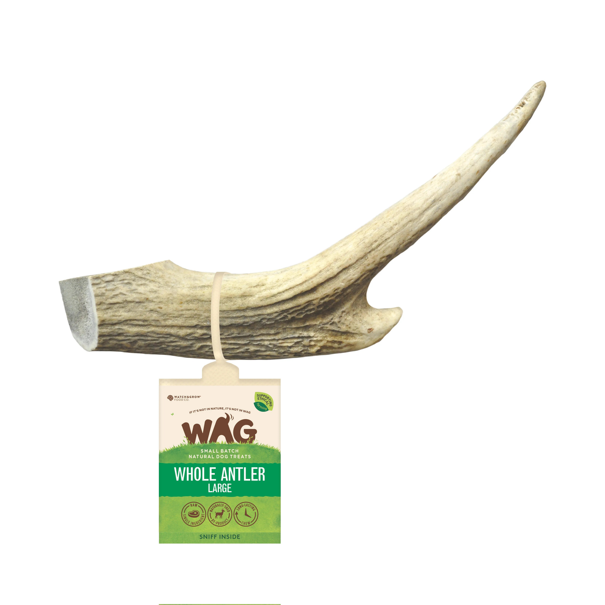 WAG Whole Deer Antler natural dog chew with WAG swing tag