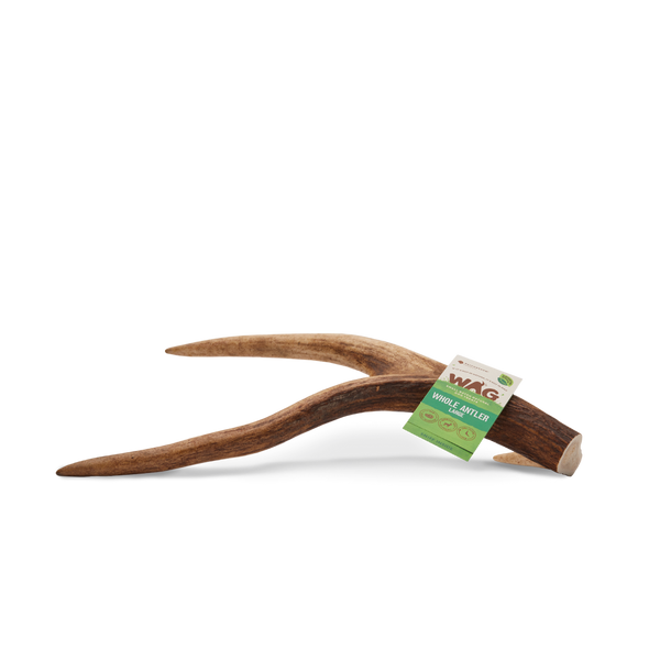 WAG Whole Deer Antler - Small